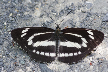 Neptis philyra
