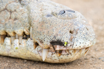 Kruger National  Park: close up of a Nile crocodile head and snout