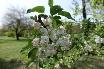 Pale pink flowers of apple tree in April