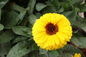 yellow flower in the garden