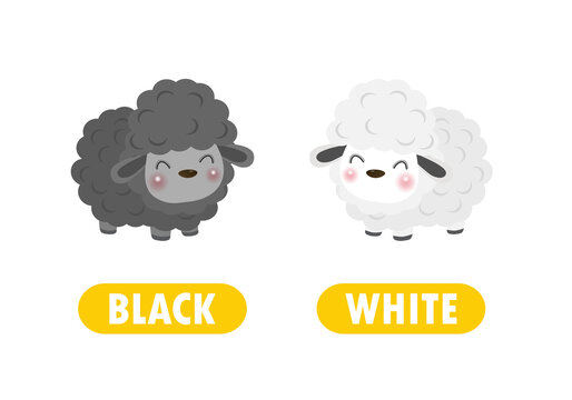 Opposite black and white Words antonym for children with cartoon characters cute little sheep, funny animal Flat vector illustration isolated on white background