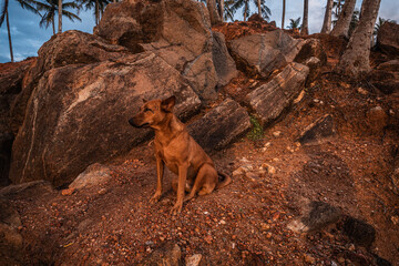 Dziki brązowy pies na tle  brązowych skał na wybrzeżu. - obrazy, fototapety, plakaty