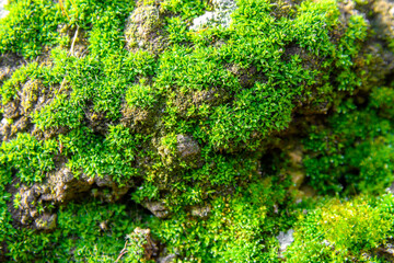 Fototapeta na wymiar Green moss created a realistic picture of mountains and valleys. Moss is a very textured plant on rocks and walls.