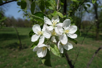 Pure white flowers of apple tree in April