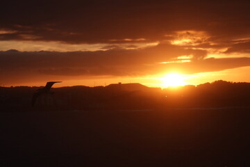 sunset and seagull