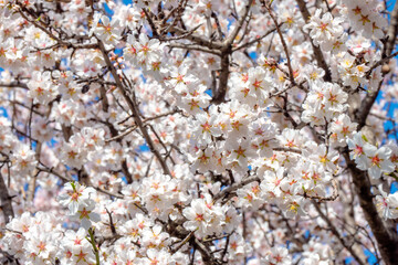 Tree covered in Flowers blooming during springtime in south France