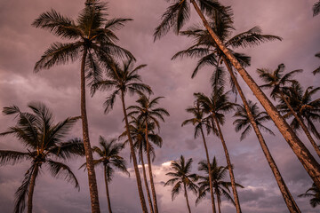 Fototapeta na wymiar Tropikalny krajobraz, palmy na tle zachodzącego nieba i oceanu.