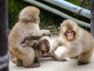 young Japanese snow monkey macaques playing 5