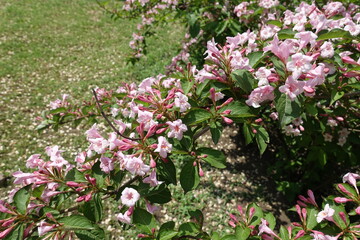 Fototapeta premium Slanted branch of blossoming Weigela florida in mid May
