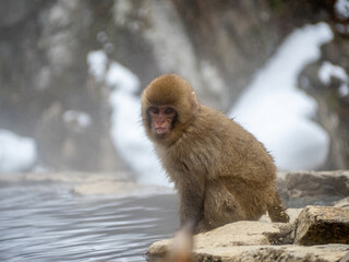 Japanese snow monkey sitting beside hot spring 19