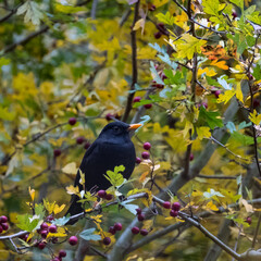 Amsel / Schwarzdrossel in einem Baum 