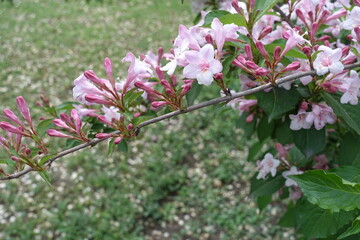 Thin branch of Weigela florida with buds and pink flowers in mid May