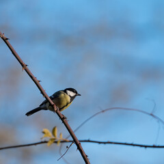 Blaumeise auf einem Ast