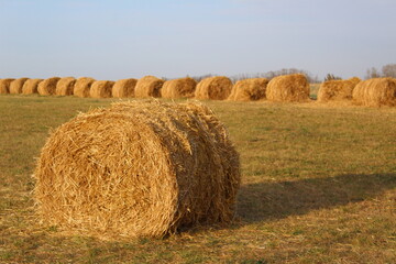 hay bales in a field in autumn against a blue sky