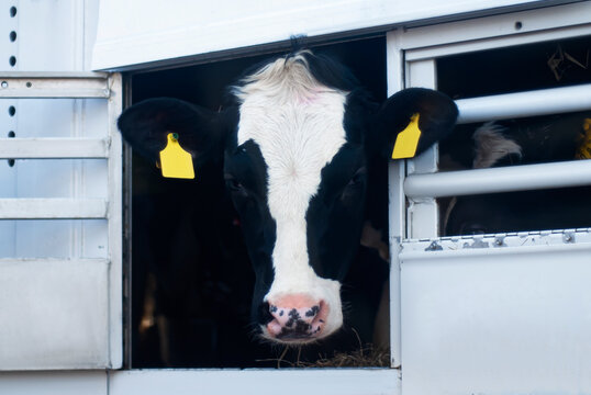 Portrait of a cow in the animal transport van.