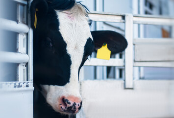 Portrait of a cow in the animal transport van. © vadish