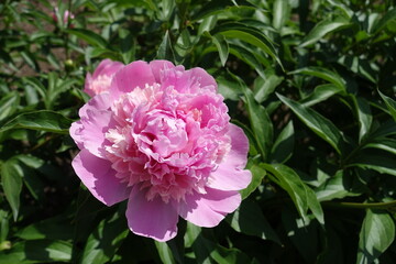 Showy pink flower of common peony in mid May