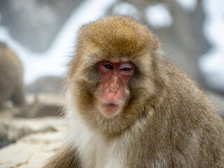 Japanese macaque snow monkey looking into camera 1