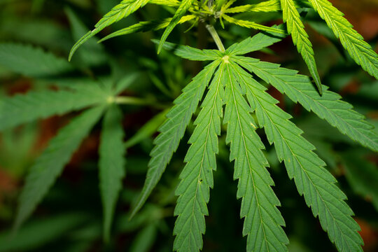 Cannabidaceae