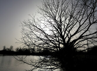Baum im Gegenlicht an der Donau