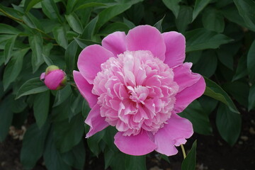 Obraz premium Vivid pink flower of common peony in May