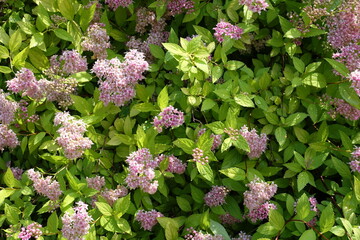 Pastel pink flowers of Japanese meadowsweet in June