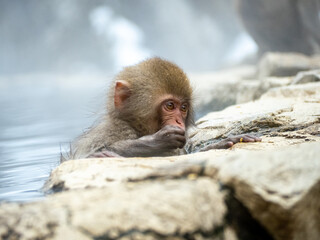 Japanese snow monkey sitting beside hot spring 22