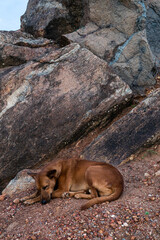 Dziki brązowy pies na tle  brązowych skał na wybrzeżu.