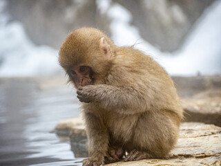 Japanese snow monkey sitting beside hot spring 24
