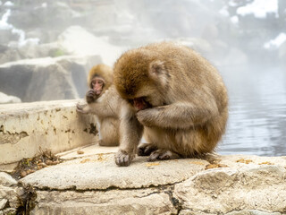 Japanese snow monkey sitting beside hot spring 25