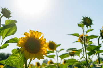 Sunflower field in july. Abundance yellow flower production for farming. Rural ecology plantation in summer. Bio industry for renewal energy