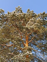 Pine tree covered with snow in the winter forest. A tall evergreen pine tree stands against the blue sky.