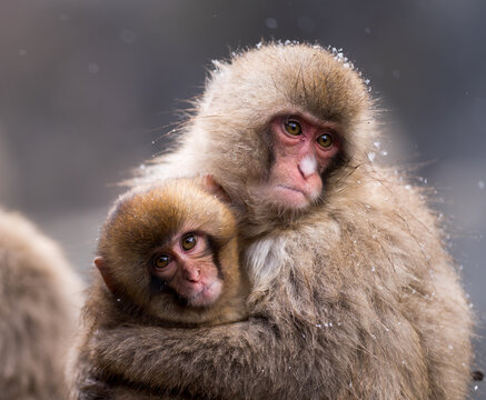 close up of a monkey