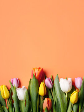 Fototapeta Creative layout with tulips on vibrant orange background. Minimal spring bloom, Women's day, wedding, birthday or Valentines day concept. Floral arrangement with copy space. Flat lay, top view.