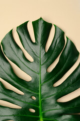 Monstera leaf on a beige background. Closeup.