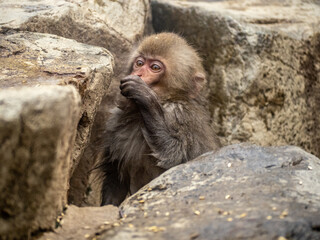young Japanese macaque snow monkey in rocks 5