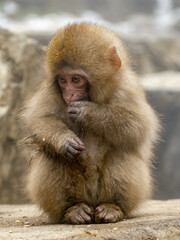 young Japanese macaque snow monkey by hot spring 5