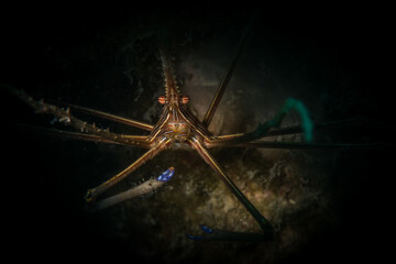 Yellowline Arrow Crab (Stenorhyncus seticornis) on the reef off the island of Sint Maarten, Dutch Caribbean
