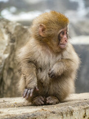 young Japanese macaque snow monkey by hot spring 4
