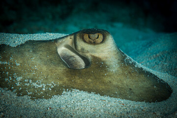 Southern stingray (Dasyatis americana) on the reef off the island of Sint Maarten, Dutch Caribbean