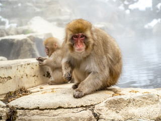 Japanese snow monkey sitting beside hot spring 26