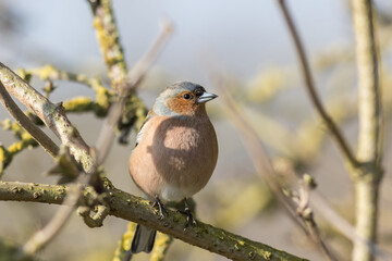 Male chaffinch perched in messy branches
