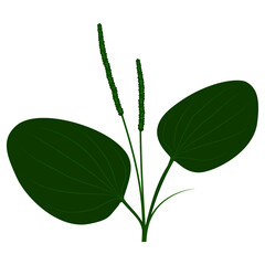 Plantago plant isolated on white background. Vector illustration of medicinal herb in flat style