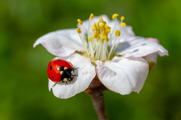 spring messenger, ladybug on flowering branch