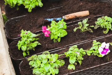 Blue hoe lays near petunia seedlings in decorative pots