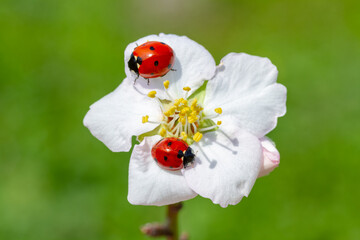 spring messenger, ladybug on flowering branch