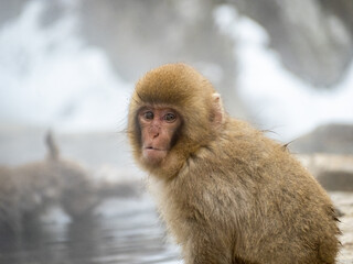 Japanese snow monkey sitting beside hot spring 28