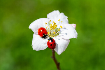 spring messenger, ladybug on flowering branch