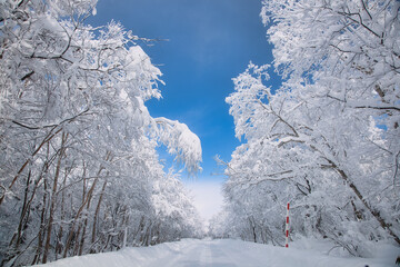 樹氷の森を走る冬の道路