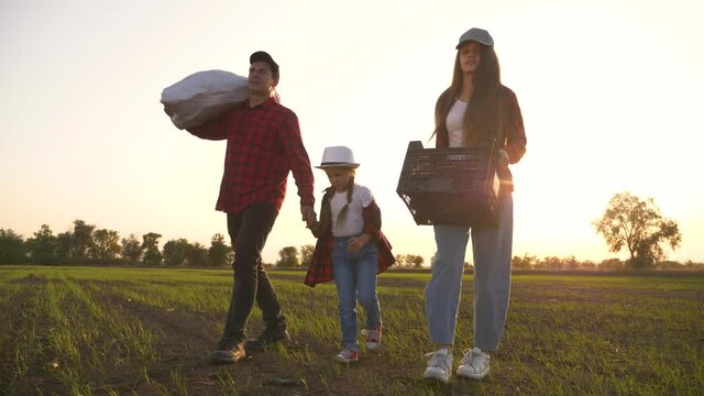 Farmer and happy family. Senior farmer in wheat field with box of vegetables. Happy family in field at sunset. Senior farmer with his family is harvesting. Happy family hiking. Farmer checks the crop